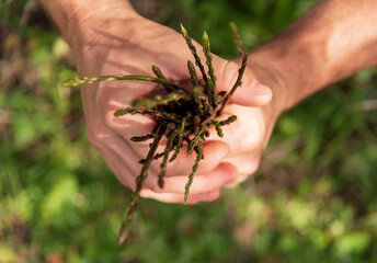 asparagi nelle mani