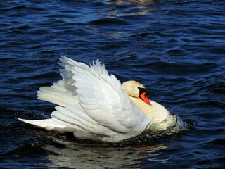 white swan in nature, white swan on the lake