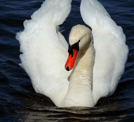 white swan in nature, white swan on the lake