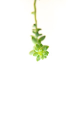 Green plant stem hanging from a pot on a white background