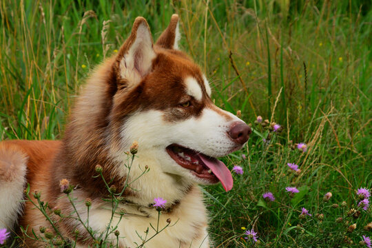 Red Husky On A Walk In Nature