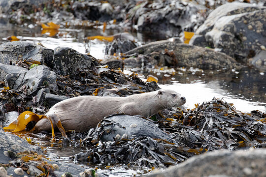 An otter photographed resting on the rocks along the coast.