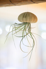 Air plant in a shell looking like a jellyfish