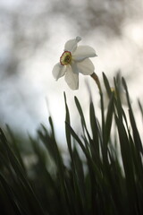 White narcissuses blooming in spring garden, green background