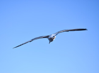 seagull in flight