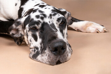 A black and white Great Dane or German Dog, the largest dog breed in the world, Harlequin fur, lying isolated in beige