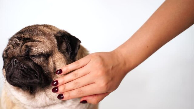 Portrait of beautiful pug on white background. Close up of unknown female hand removes wool and strokes cute dog.