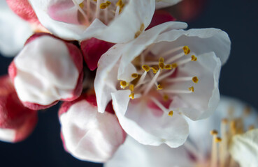 cherry blossom, isolated on background, macro photo
