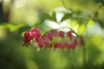 Bleeding heart flower, Dicentra spectabils. Beautiful pink flower in spring,