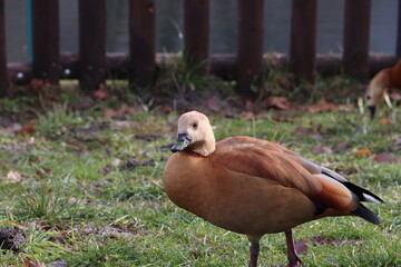 Wild duck near the lake