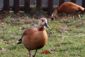 Wild duck near the lake