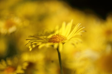 Doronicum yellow flowers in the garden in spring