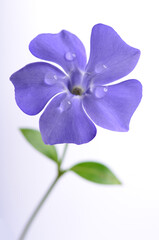 One purple periwinkle on a white background