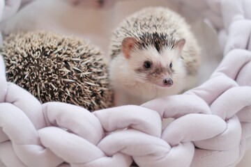 Hedgehog. african pygmy hedgehog in a gray wicker  bed on a blurred light background.Pets. gray...
