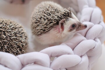 Hedgehog. african pygmy hedgehog in a gray wicker soft bed on a blurred  background.Pets. gray little hedgehog. Female hedgehog close-up 