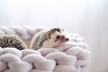 Hedgehog. african pygmy hedgehog in a gray wicker soft bed on a blurred light background.Pets. gray little hedgehog. Female hedgehog close-up 