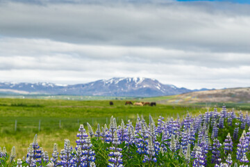 Obraz premium A roadside field of Alaskan lupins in southern Iceland