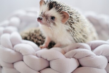 Hedgehog. african pygmy hedgehog in a  wicker soft bed on a blurred light background.Pets. gray little hedgehog. Female hedgehog  