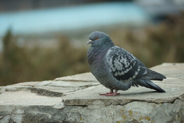 pigeon