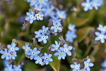 Himmelblaue Vergissmeinnicht im Frühling