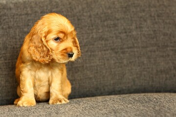 Beautiful and cute golden English Cocre Spaniel puppy on the sofa.