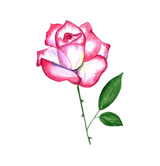 watercolor illustration of a pale pink rose