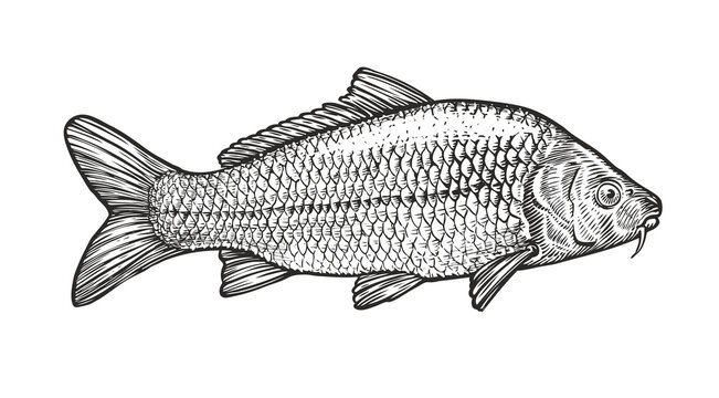 Sketch of carp in vintage engraving style. Hand drawn vector illustration of fish isolated on white background
