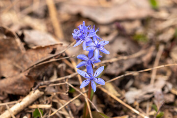 Blue scilla (Scilla siberica) in early spring, close up.