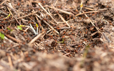 Inside anthill closeup