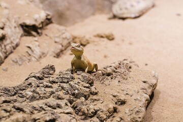 Steppe agama
