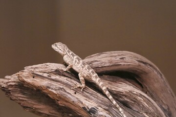 Steppe agama
