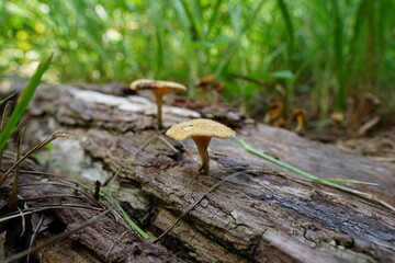 Awesome photo of mushroom growing from a fallen tree. This photo was taken in Florida. 