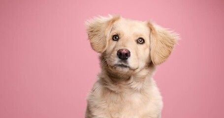 lovely small golden retriever dog reacting to noise, suspiciously looking around while sitting on pink background in studio - Powered by Adobe