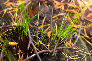 Germination of grass after a fire, restoration of nature.
