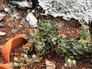 flowers in a garden