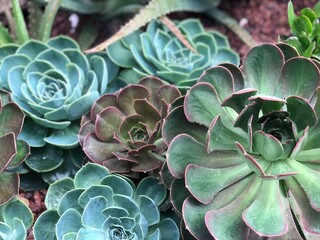close up of plant
