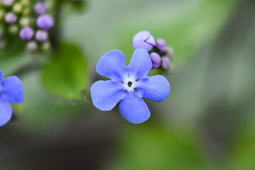 Fototapeta na wymiar close up of blue flowers