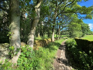 Fototapeta na wymiar Narrow walkers footpath, with old trees, and dry stone walls, near, Fewston Reservoir, Harrogate, UK