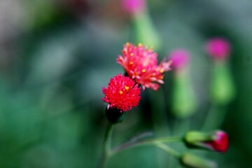 red flower