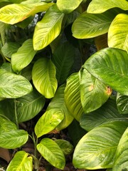 green leaves background