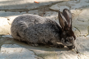 Russia. Krasnodar Region. August 16, 2020. A gray rabbit with black ears in the Gelendzhik safari...