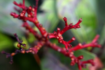 red branch