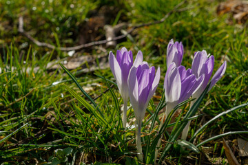 purple crocus flowers in spring	