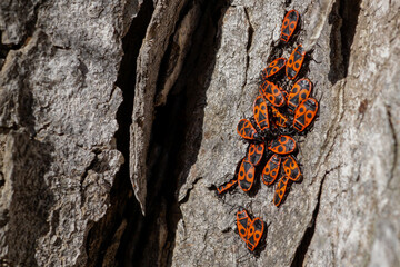 A lot of firebugs on a tree in the sun
