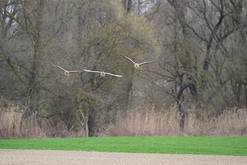 Two greylag goose, Anser anser in flight with background