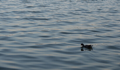 duck in the water