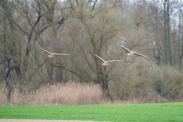 Fototapeta na wymiar Two greylag goose, Anser anser in flight with background