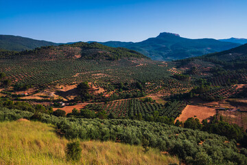 Naklejka na ściany i meble Olive fields in the highlands, surrounded by lush mountains in Spain.