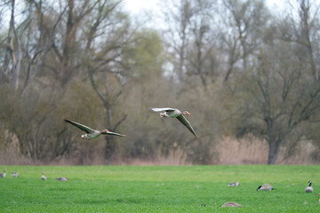 Two greylag goose, Anser anser in flight with background