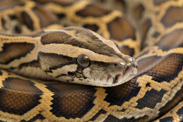 Snake Burmese Python, Python molurus bivittatus, isolated on white background
